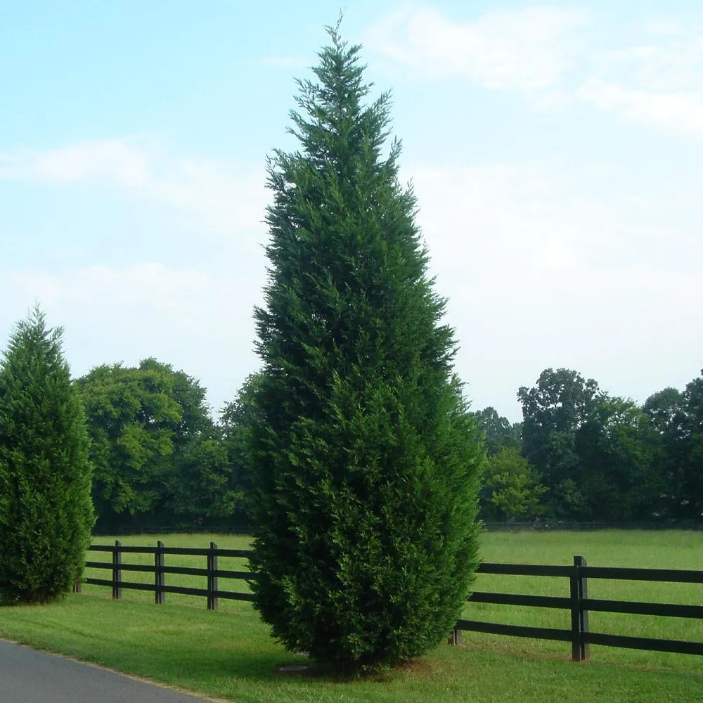 Leyland Cypress Tree - Fast-Growing Evergreen Privacy Hedge 3