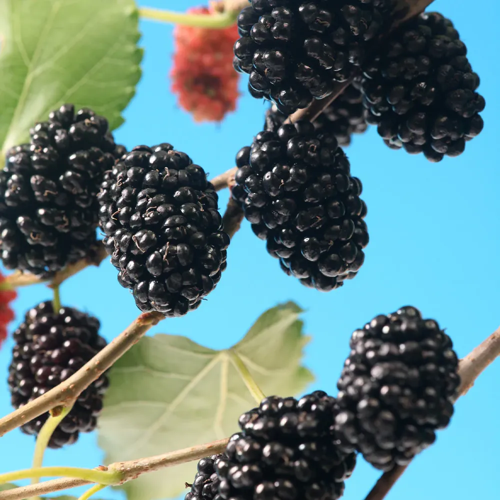 MojoBerry® Mulberry Bush - Compact Dwarf Fruit Plant for Home Gardens 1