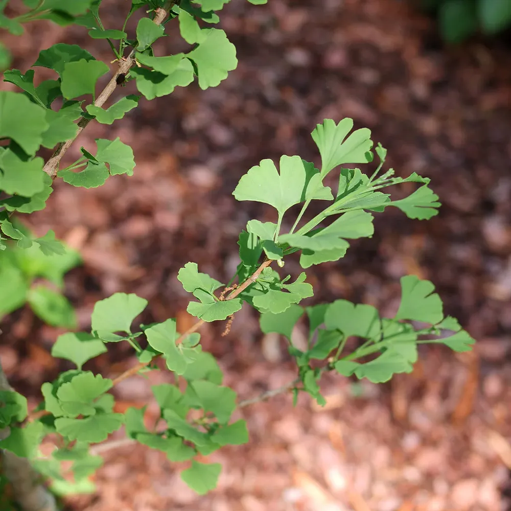 Proven Winners® Skinny Fit® Ginkgo Tree - Columnar Deciduous Ornamental 3