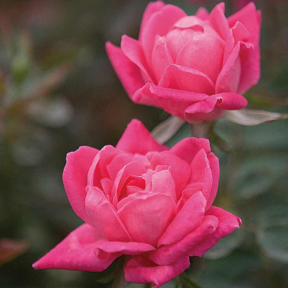 Double Pink Knock Out Rose Shrub - Continuous Blooming Landscape Plant 1