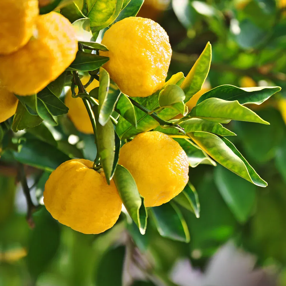 Yuzu Tree Citrus Junos Live Fruit Plant for Container Gardening