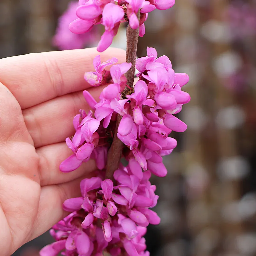 Avondale Redbud Tree (Cercis canadensis 'Avondale') 3