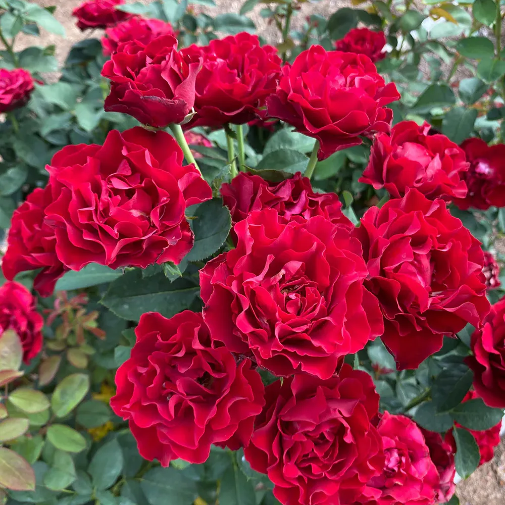 Dancing in the Dark Rose Shrub - Deep Red Flowering Garden Plant