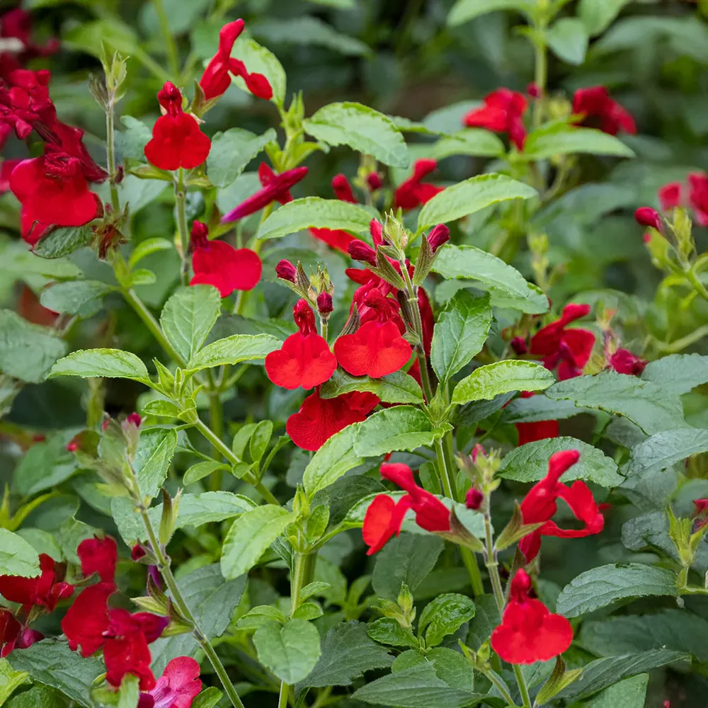Better Versions® Radio Red Autumn Sage Plant (Salvia greggii) 1