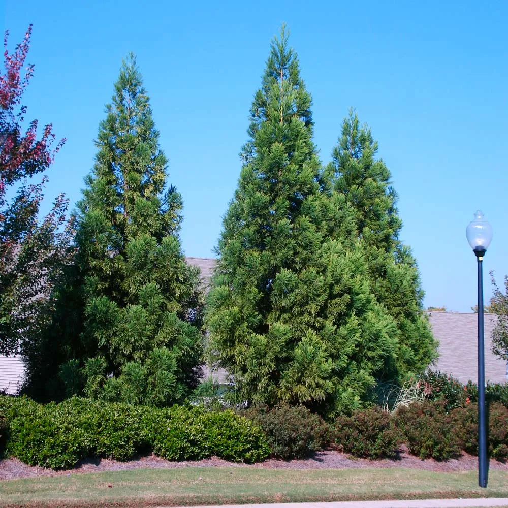 Cryptomeria Radicans Japanese Cedar Evergreen Conifer 1