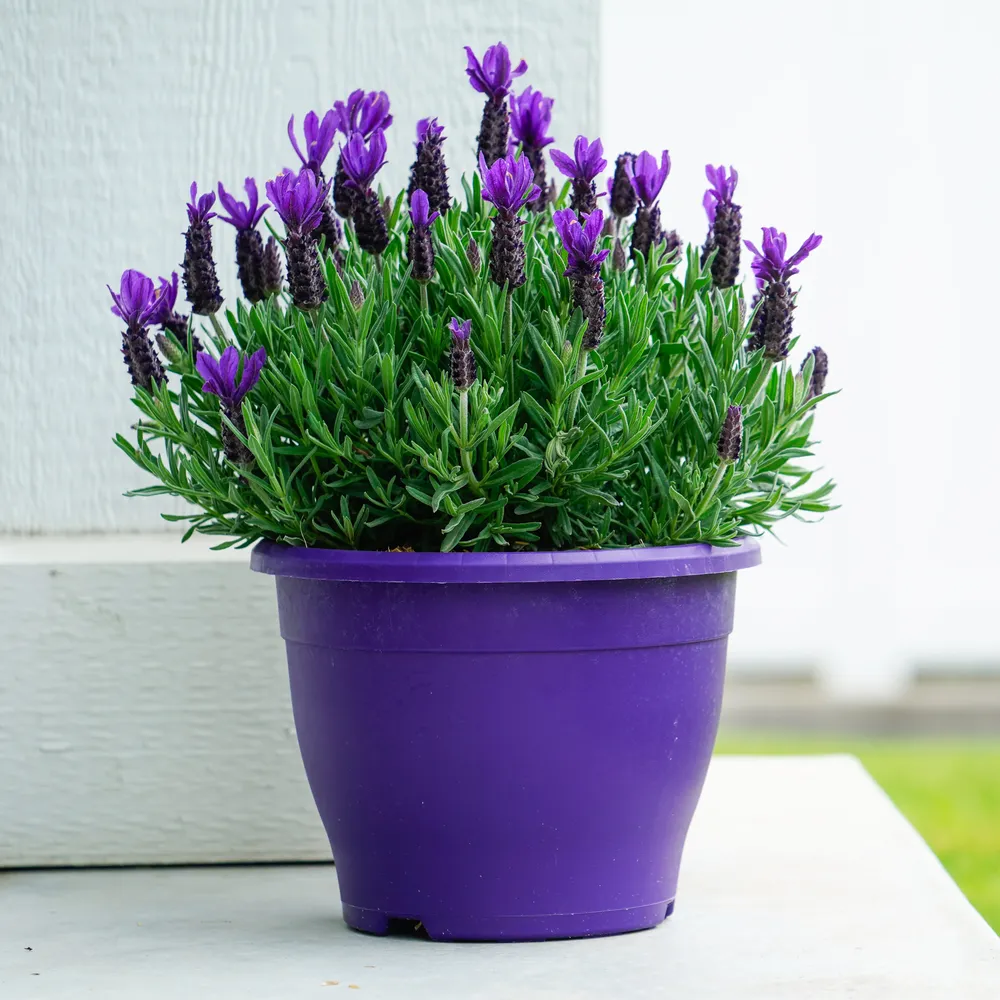 Anouk Purple Flare Lavender Plant - Hardy Perennial Flowering Shrub