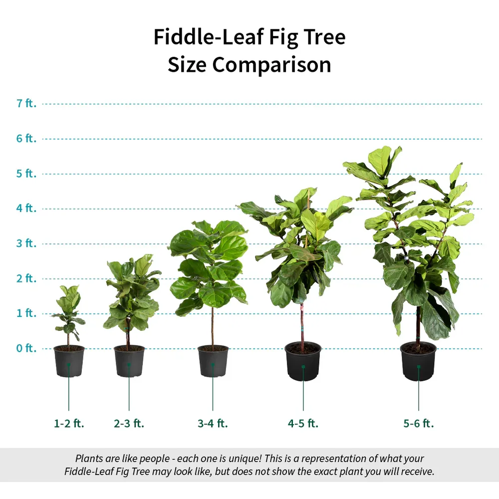 Lifelike Artificial Fiddle-Leaf Fig Tree for Indoor Home and Office Decoration 4