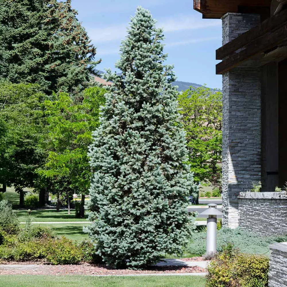Columnar Colorado Blue Spruce Tree - Narrow Upright Evergreen Conifer