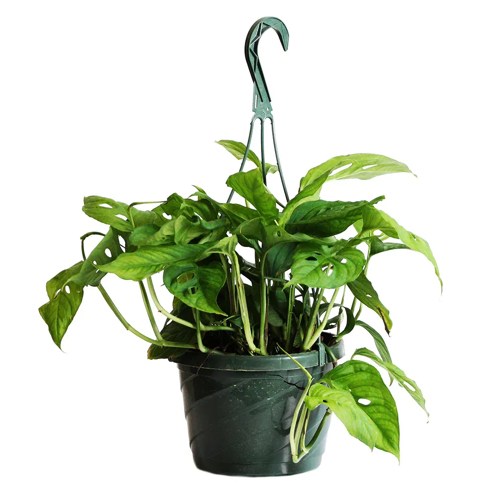 Monstera Adansonii Swiss Cheese Vine Tropical Houseplant 3