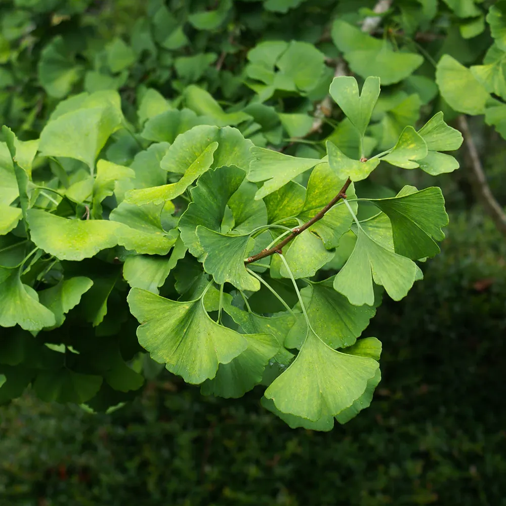 Presidential Gold® Ginkgo Tree - Ornamental Deciduous Specimen 2