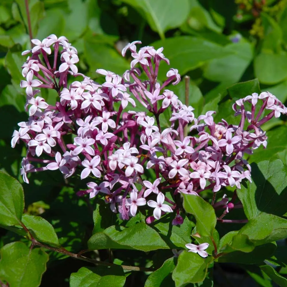 Red Pixie Lilac Tree - Compact Fragrant Deciduous Shrub