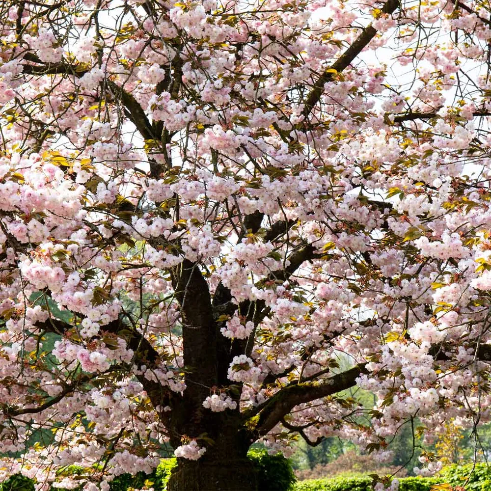 Shirofugen Flowering Cherry Tree (Prunus serrulata 'Shirofugen') 2