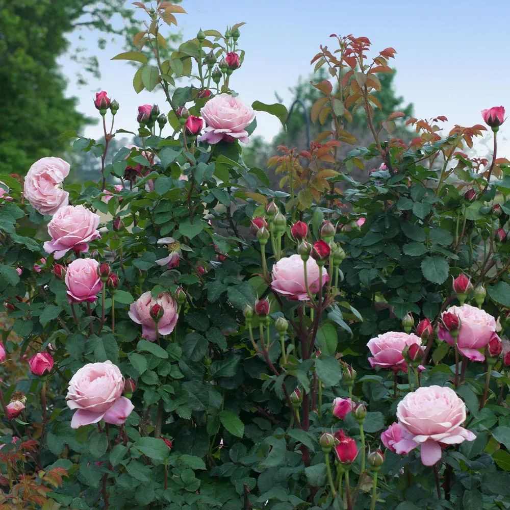 Cathedral Bells® Rose Shrub - Hardy Flowering Garden Plant 2