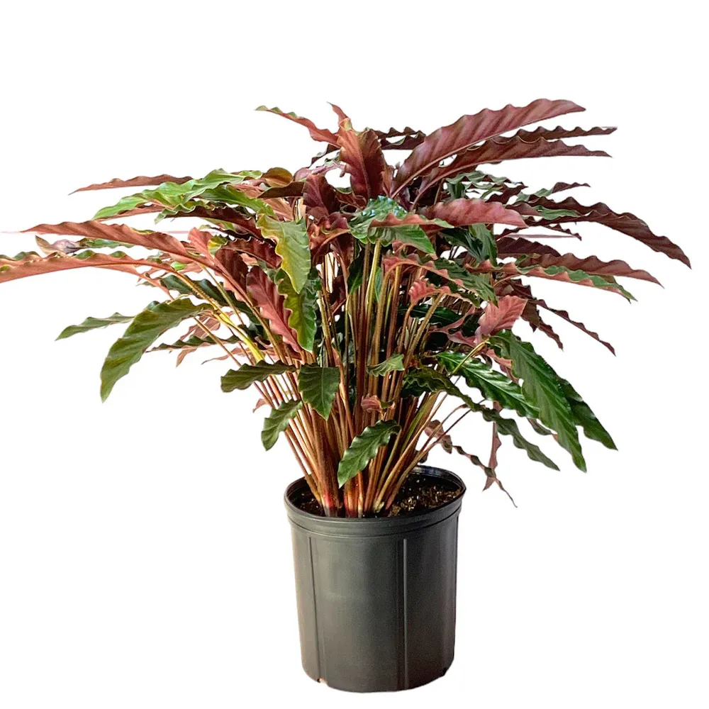 Calathea Rufibarba Velvet Calathea Indoor Tropical Plant 1