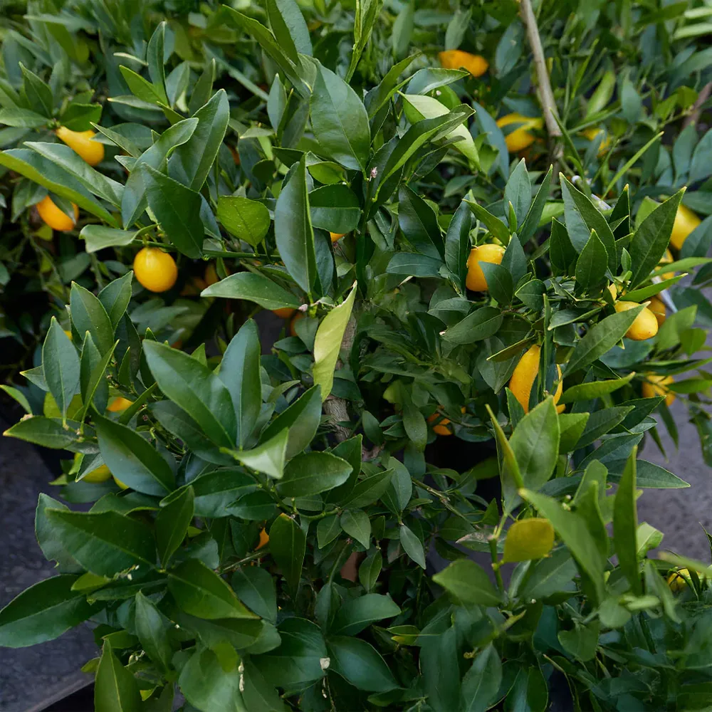 Meyer Lemon & Limequat Cocktail Hybrid Bush - Dual-Variety Citrus Tree 2