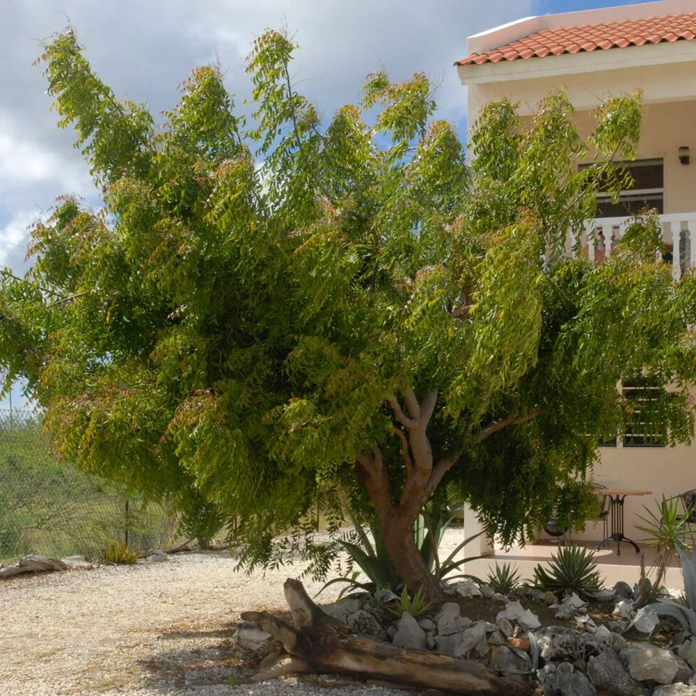 Neem Tree (Azadirachta indica) Live Botanical Specimen