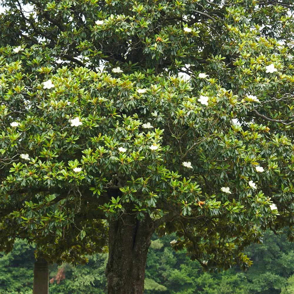 Southern Magnolia Grandiflora Evergreen Flowering Tree 3