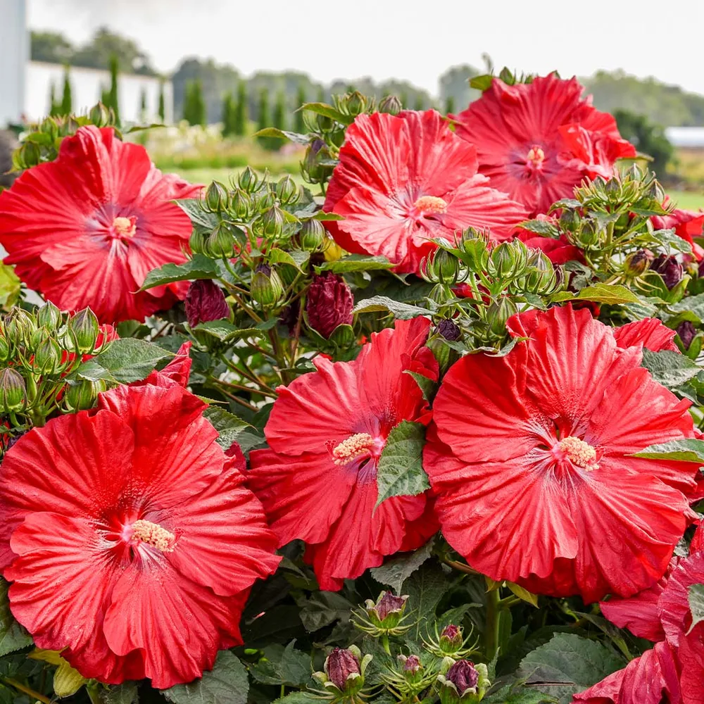 Proven Winners® Garnet Globes Hibiscus Ornamental Flowering Shrub