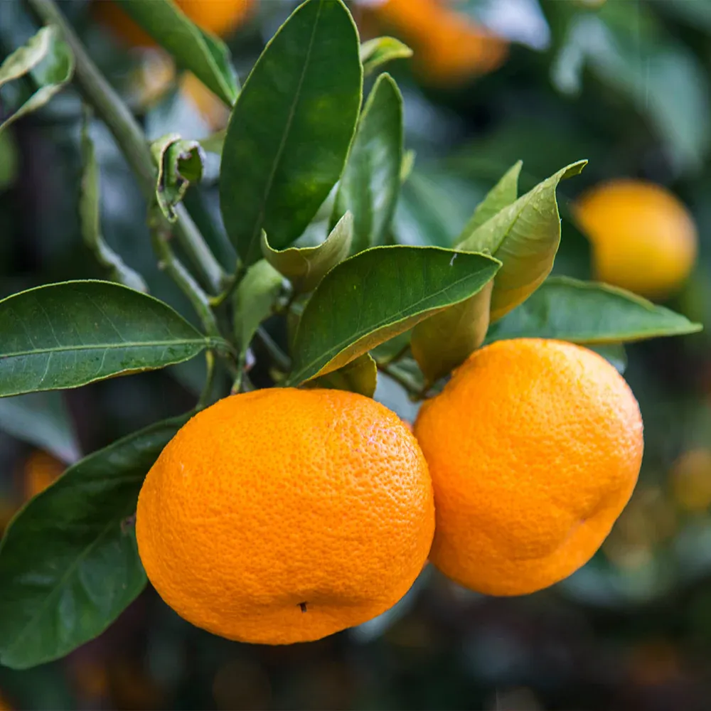Calamondin Tree - Indoor Fruit-Bearing Citrus Plant 1
