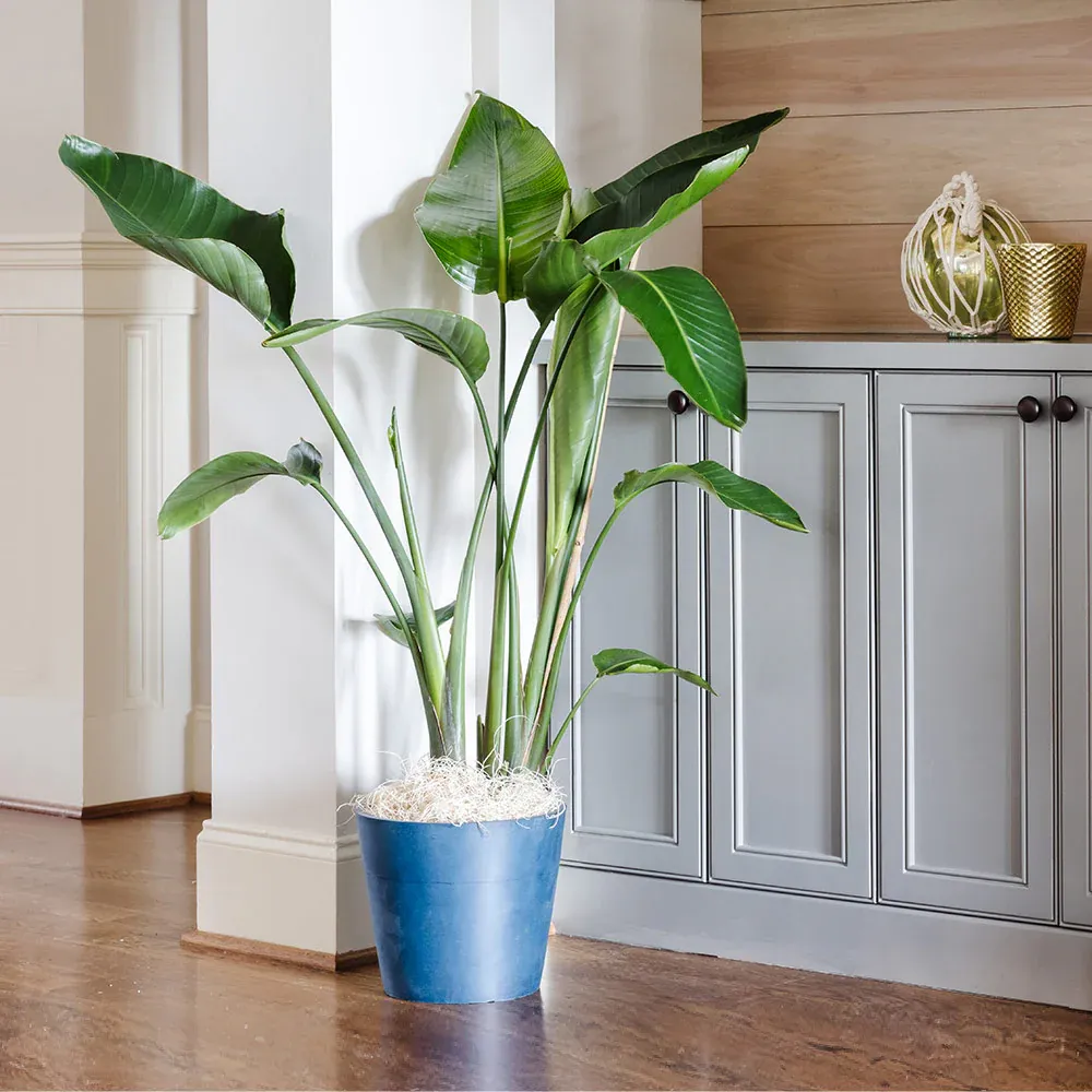 Orange Bird of Paradise (Strelitzia Reginae) Tropical Indoor Potted Plant 4