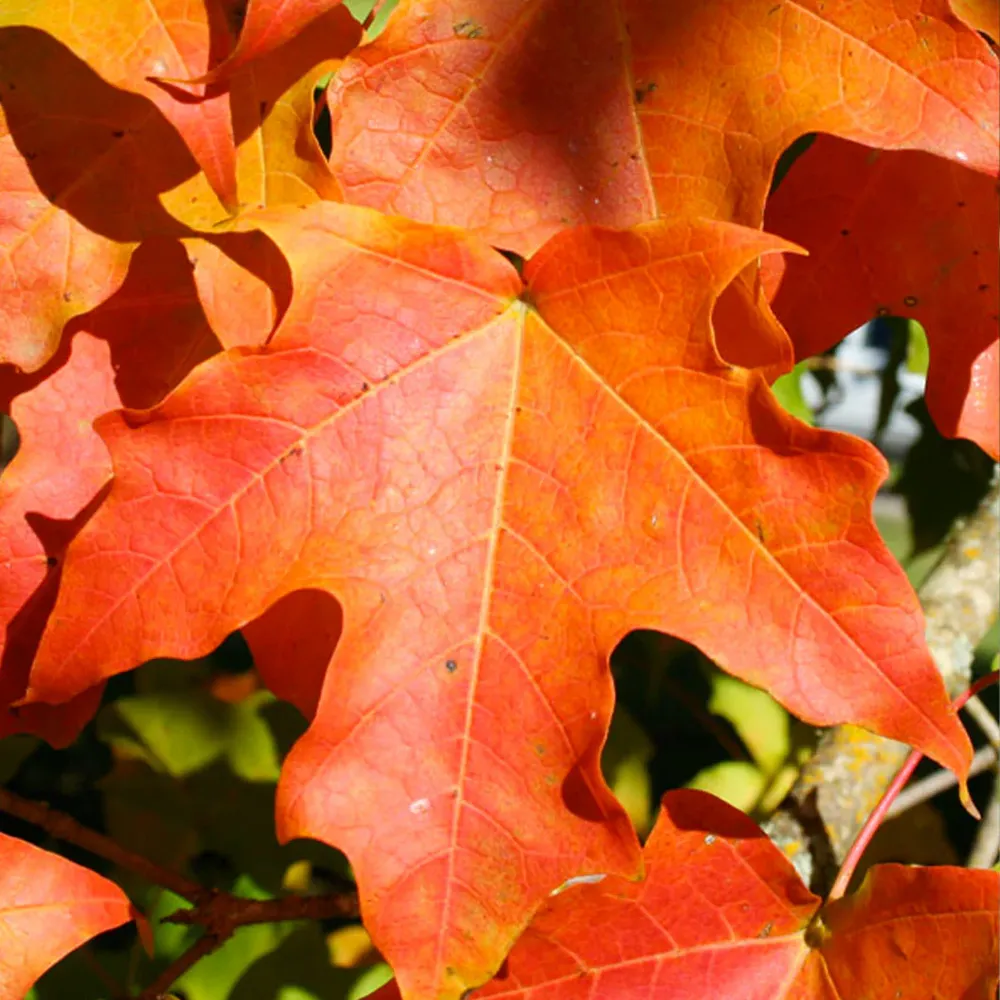 Green Mountain® Sugar Maple Tree (Acer saccharum) 1