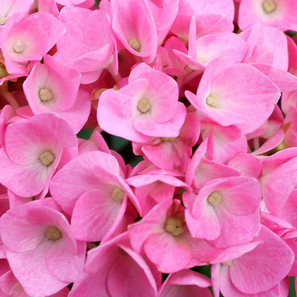 Let's Dance® Blue Jangles Hydrangea Shrub - Compact Reblooming Bigleaf Hydrangea 2