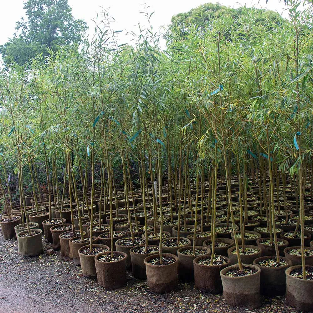 Niobe Golden Weeping Willow Tree (Salix babylonica 'Aurea') 3