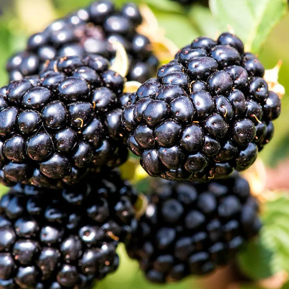 Proven Winners® Taste of Heaven® Thornless Blackberry Shrub 2