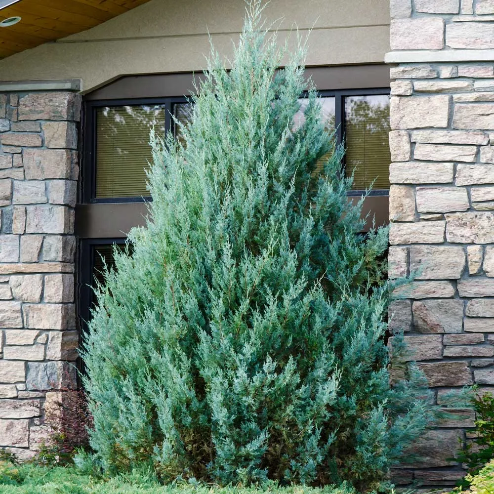 Juniper 'Wichita Blue' Upright Pyramidal Evergreen Tree