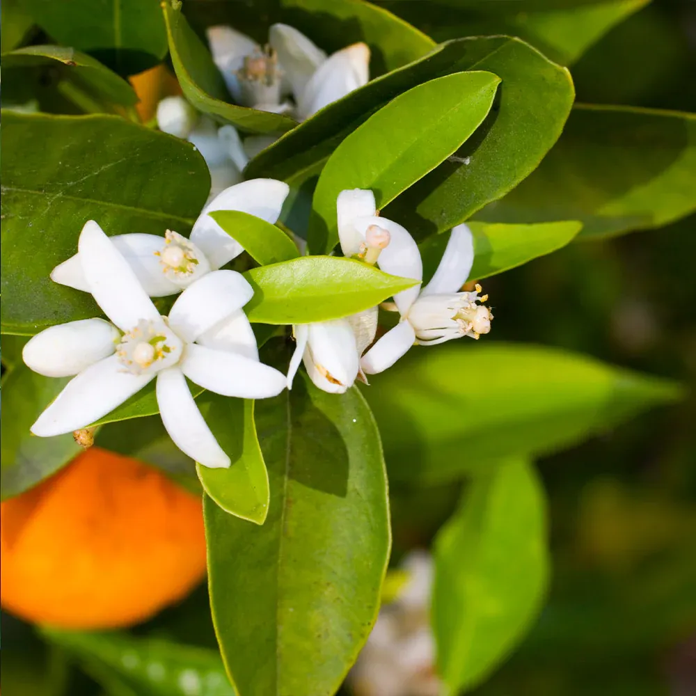 Pixie Mandarin Tree - Compact Evergreen Citrus for Home Gardens 1