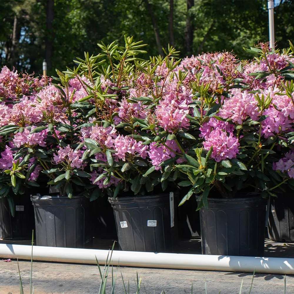 Lavender Rhododendron Shrub - Hardy Evergreen Flowering Garden Plant 3