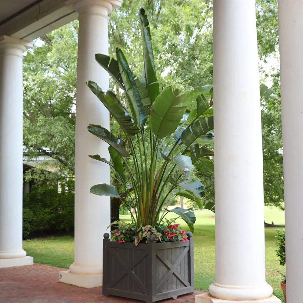 Orange Bird of Paradise (Strelitzia Reginae) Tropical Indoor Potted Plant 1