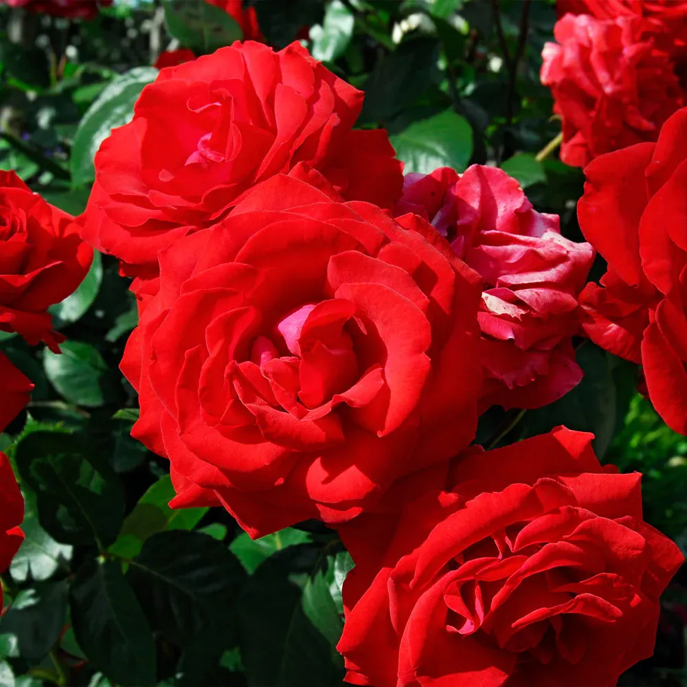 The Grand Champion™ Rose Shrub 2