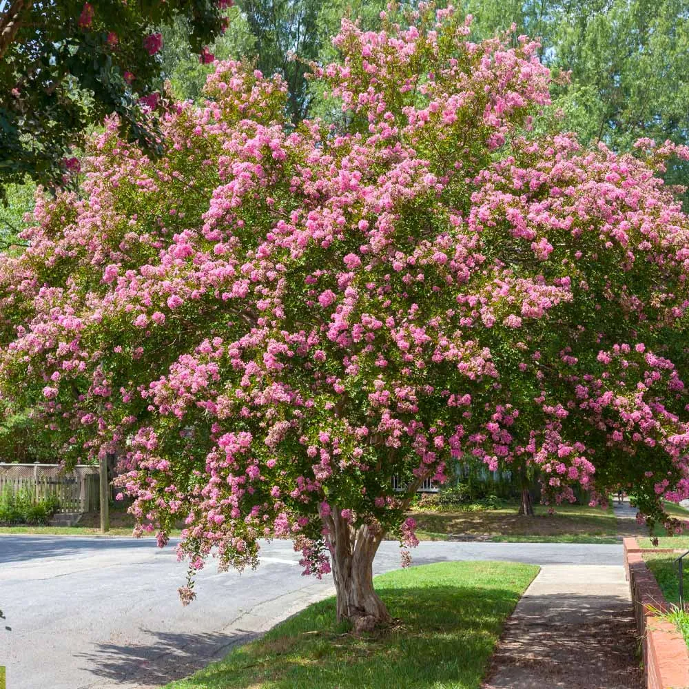 Sioux Crape Myrtle Tree - Deciduous Ornamental Flowering Shrub