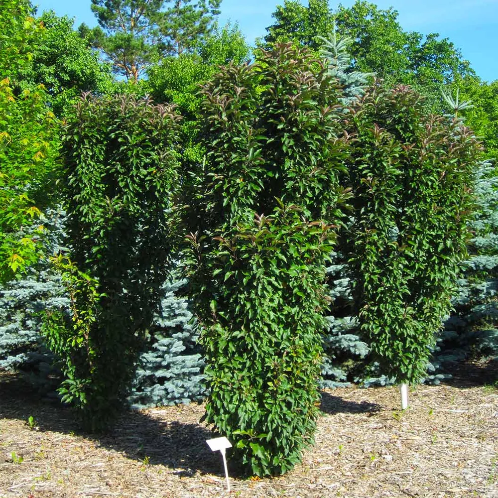 Emerald Spire Crabapple Tree - Columnar Ornamental Flowering Tree 4