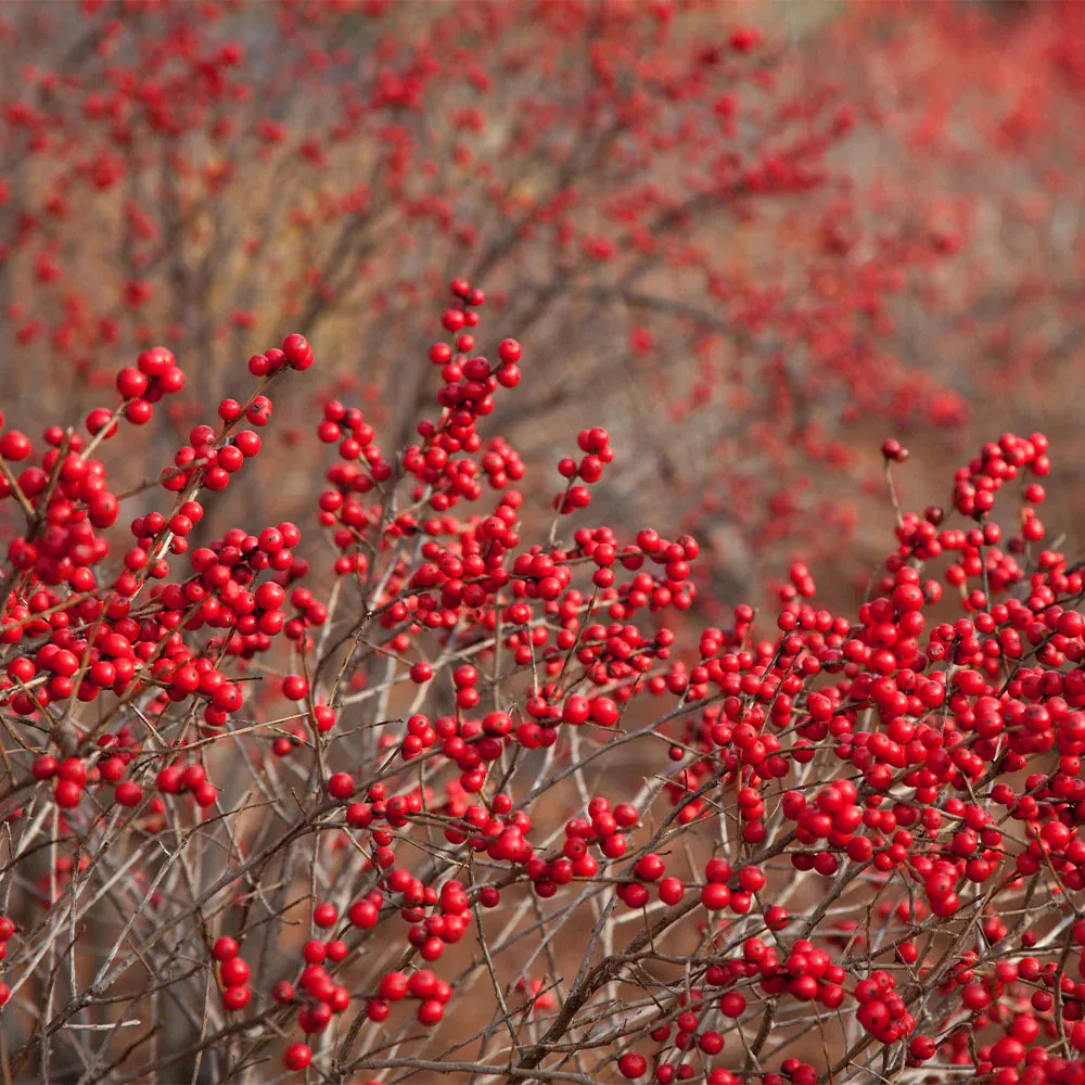 Winter Red Winterberry Holly Shrub - Deciduous Ornamental Plant 2