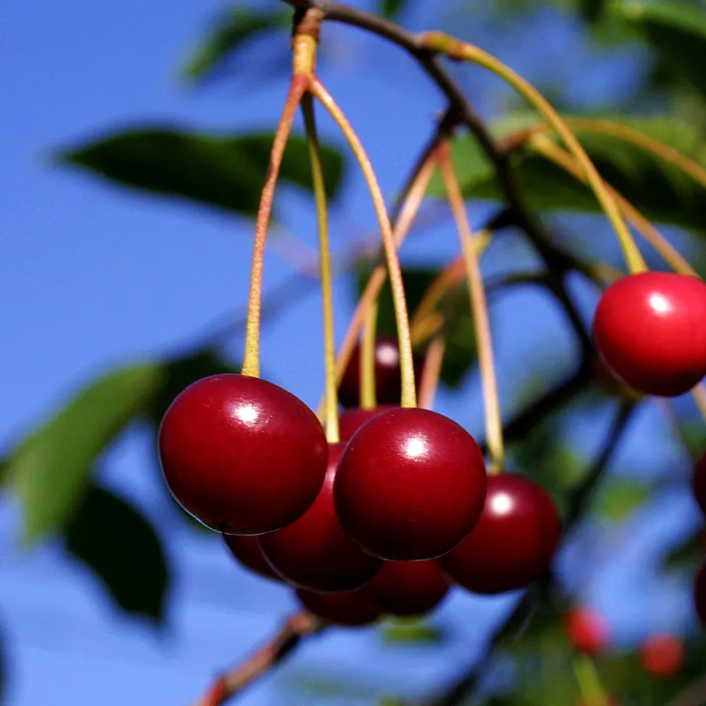 Van Sweet Cherry Tree - Productive Deciduous Fruit Bearing Tree
