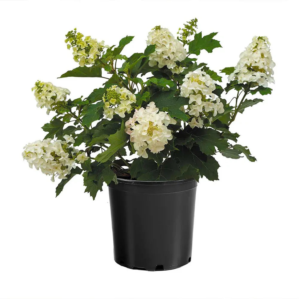 Lil' Annie Oakleaf Hydrangea Compact Deciduous Flowering Shrub 3