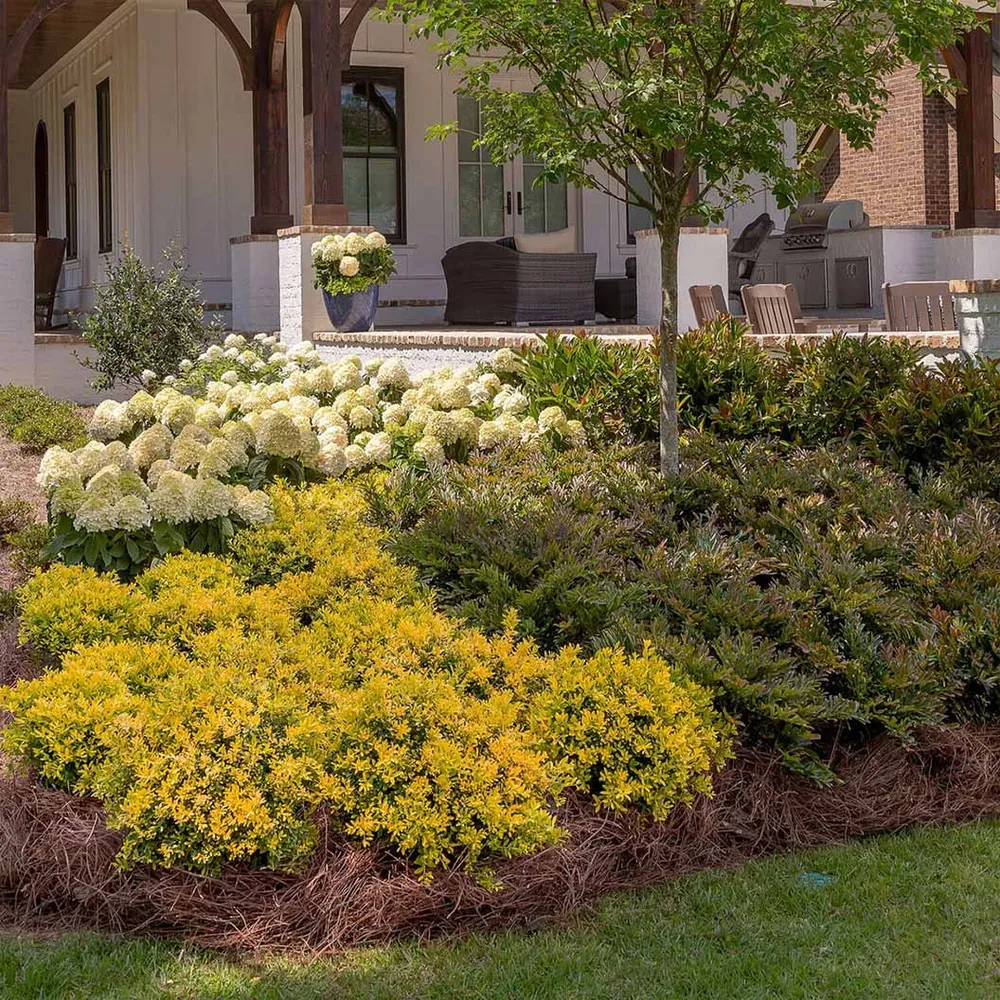 Touch of Gold® Holly Shrub - Variegated Evergreen Garden Plant 1