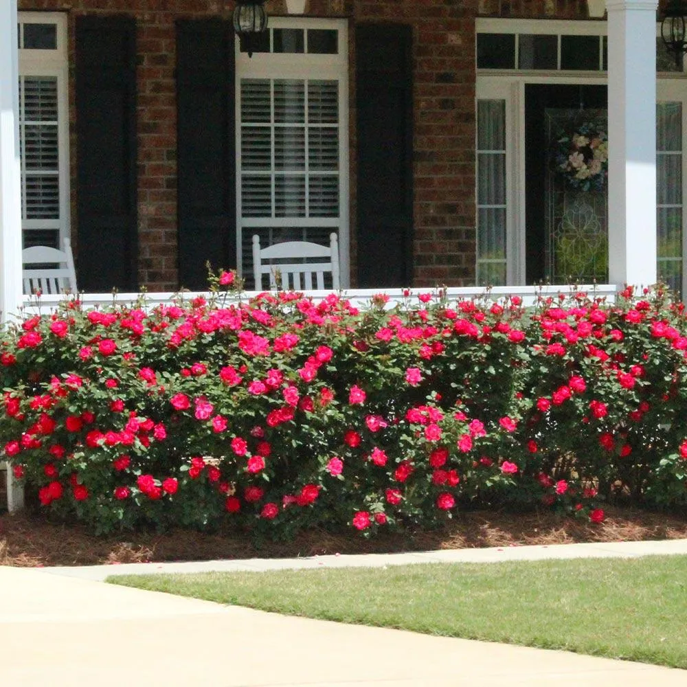 Double Knock Out® Rose Shrub - Continuous Blooming Landscape Plant 1
