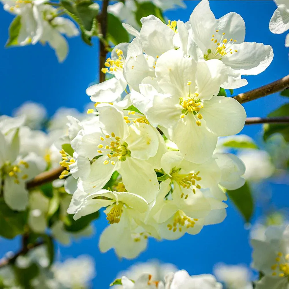 Fuji Apple Tree - Productive Fruit-Bearing Sapling for Home Gardens 3