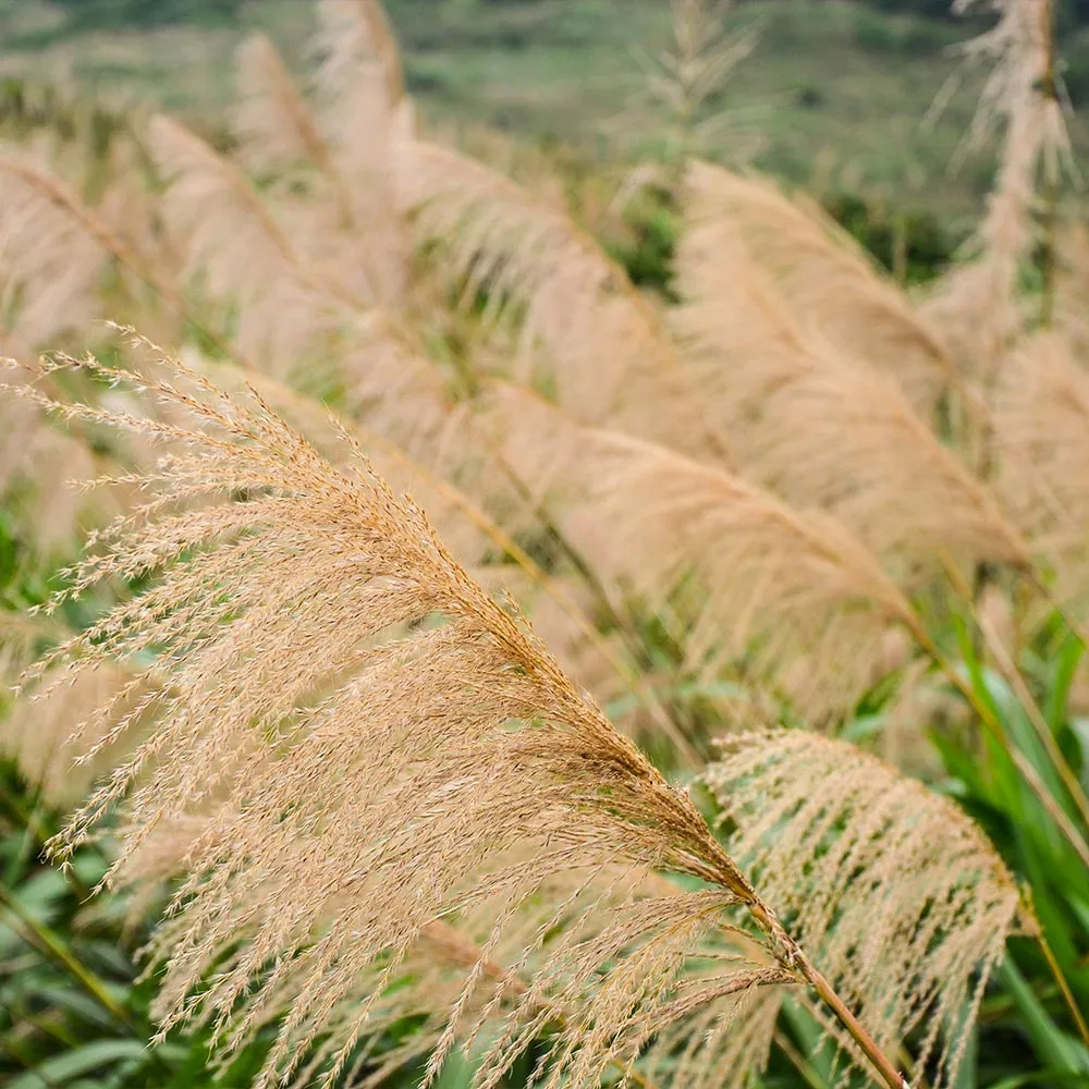 Miscanthus Gracillimus Maiden Grass Ornamental Perennial Plant 1