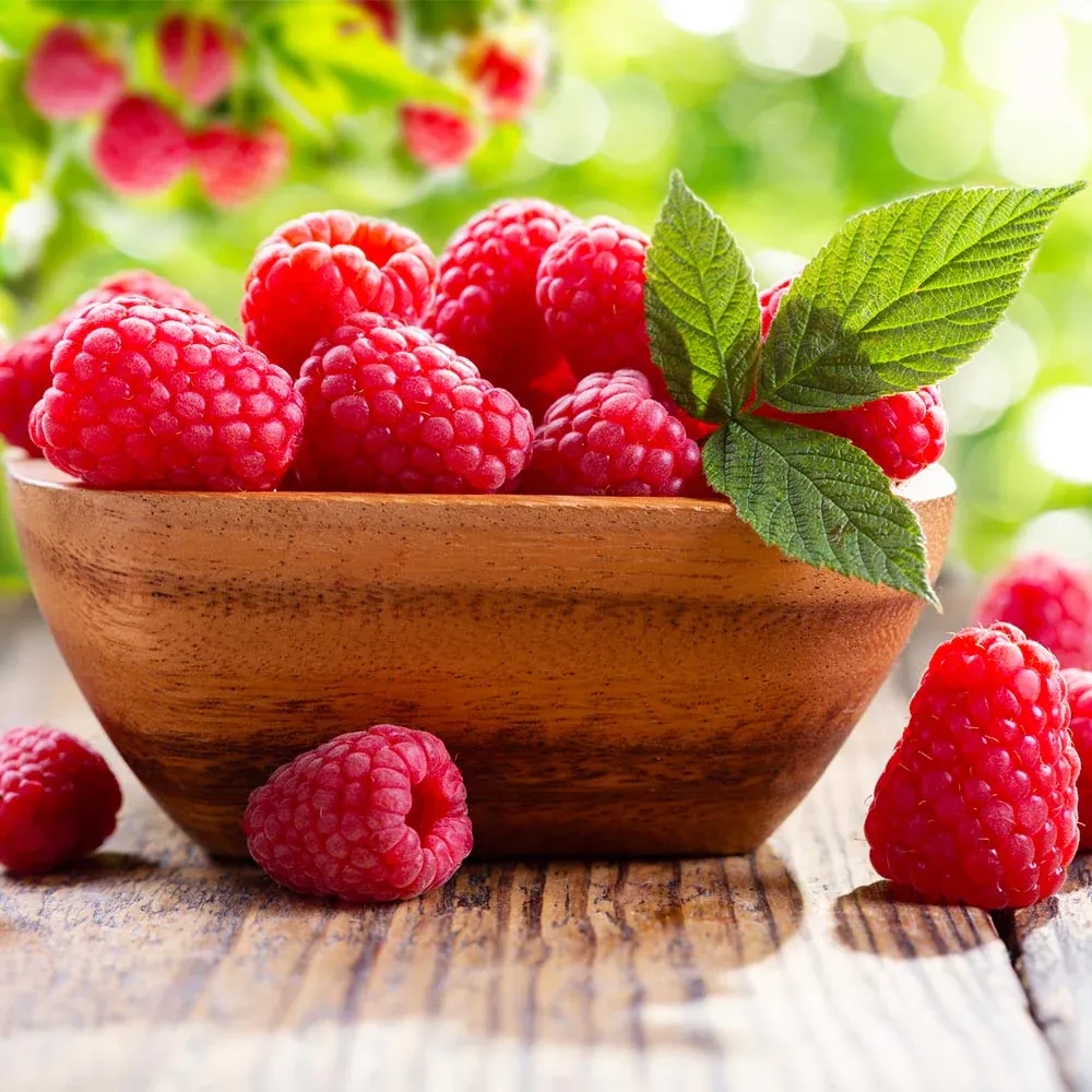 Caroline Raspberry Bush - Everbearing Red Raspberry Plant 1