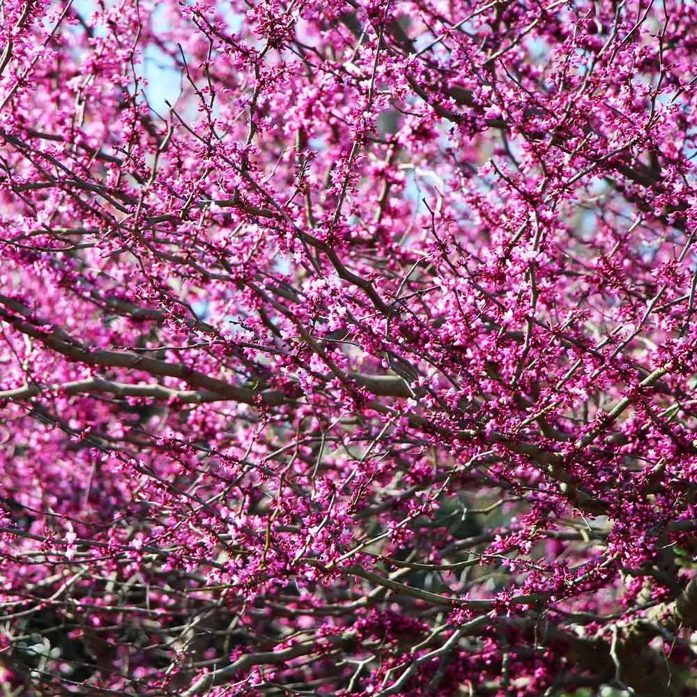 Eastern Redbud Tree (Cercis canadensis) - Ornamental Spring-Flowering Deciduous Tree 2