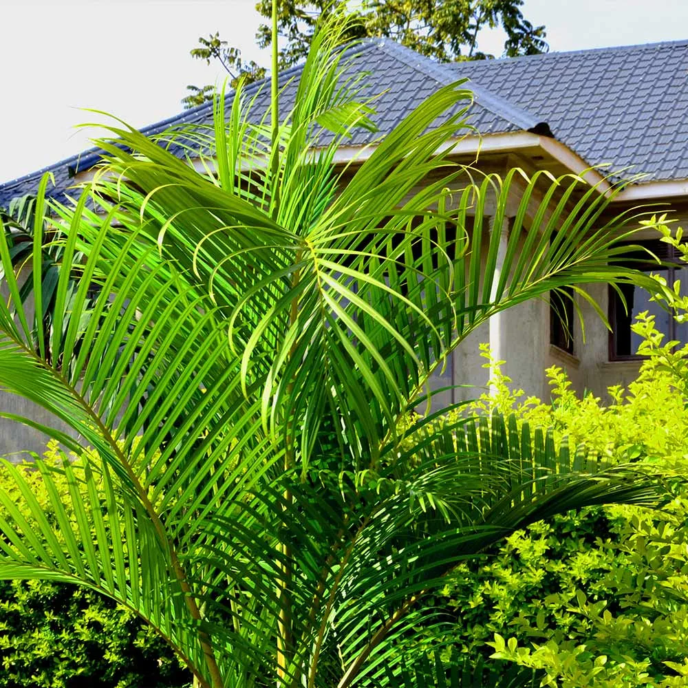 Lifelike Artificial Areca Palm Tree for Indoor Home and Office Decoration 4