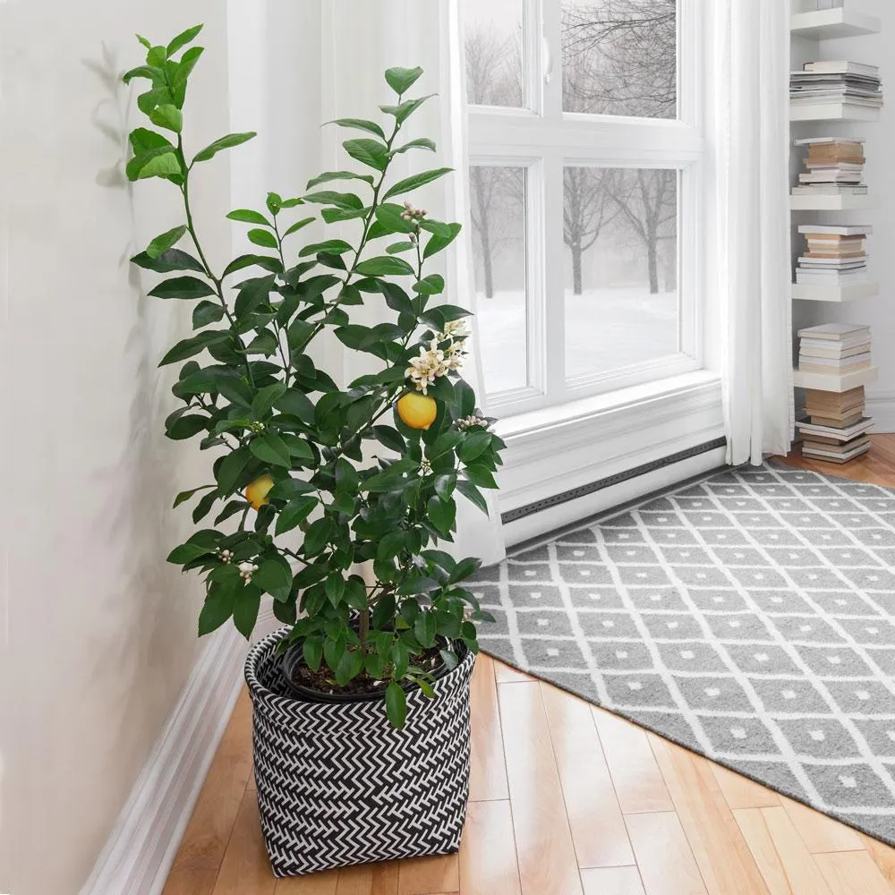 Meyer Lemon Bush - Potted Citrus Fruit Tree for Home and Garden 1