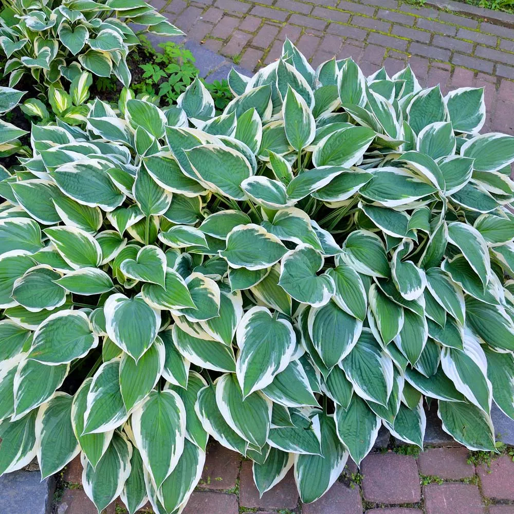 Patriot Hosta Perennial Shade Plant with Variegated Foliage