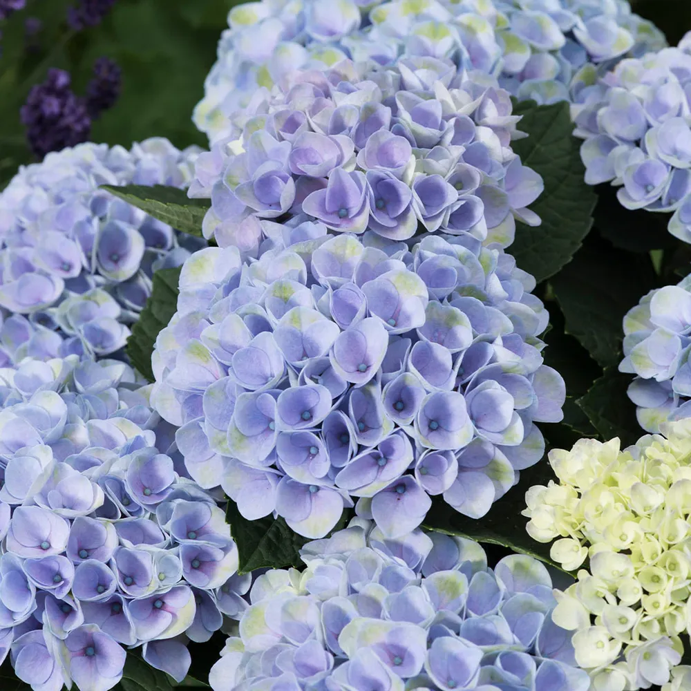 Magical Elizabeth Ashley Blue Hydrangea Shrub 2