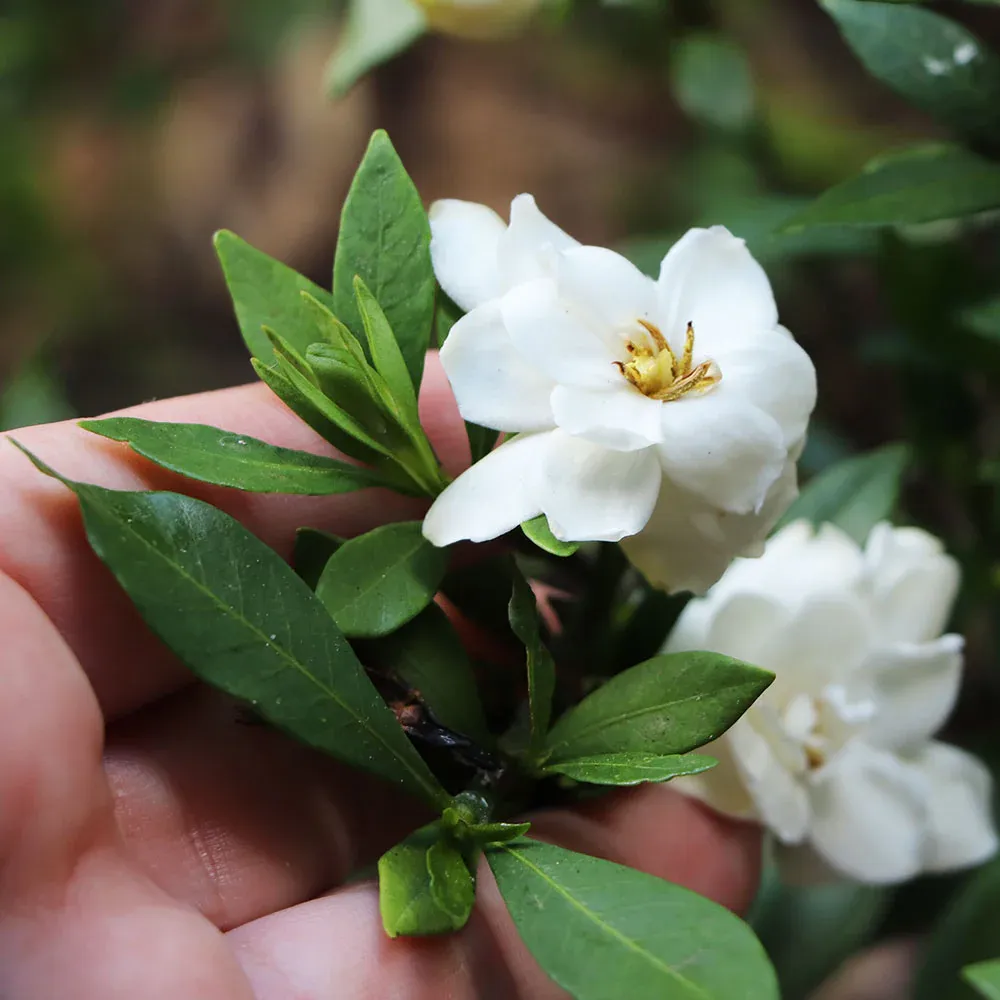 Dwarf Radicans Gardenia Compact Evergreen Flowering Shrub 2