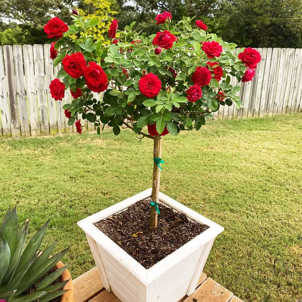 Dancing in the Dark Rose Tree LED Decorative Table Lamp